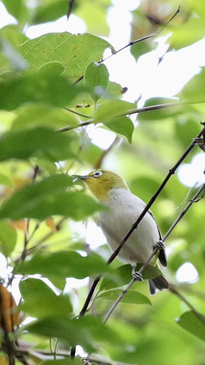 Swinhoe's White-eye - ML628580982