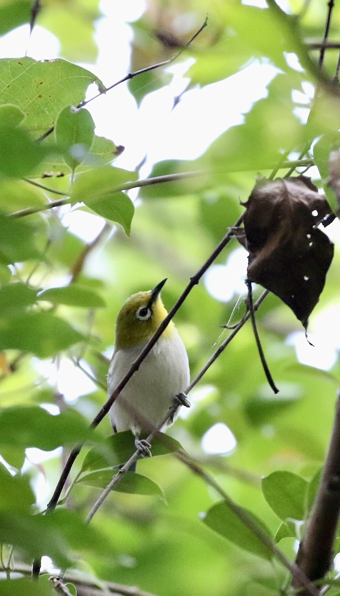 Swinhoe's White-eye - ML628580983