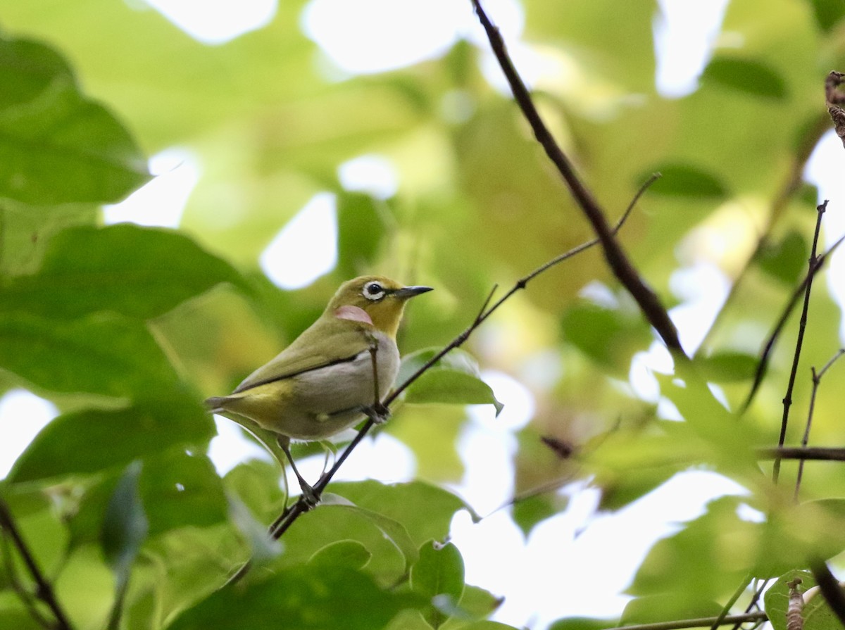 Swinhoe's White-eye - ML628580984