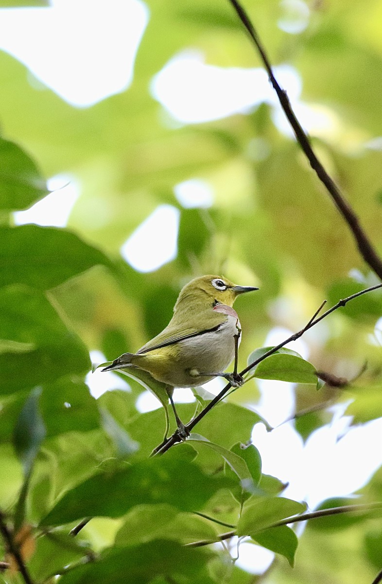 Swinhoe's White-eye - ML628580985