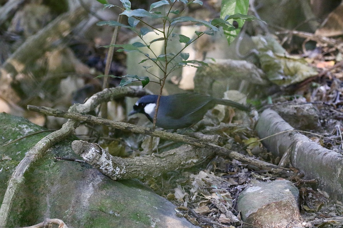 Black-throated Laughingthrush - ML628581008