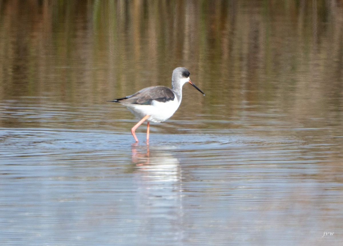 高蹺鴴 - ML628581362