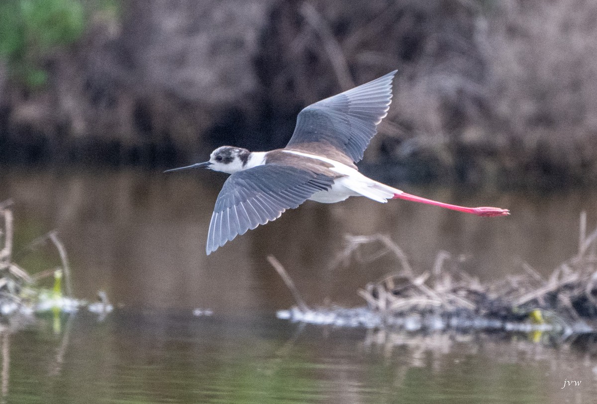 高蹺鴴 - ML628581364