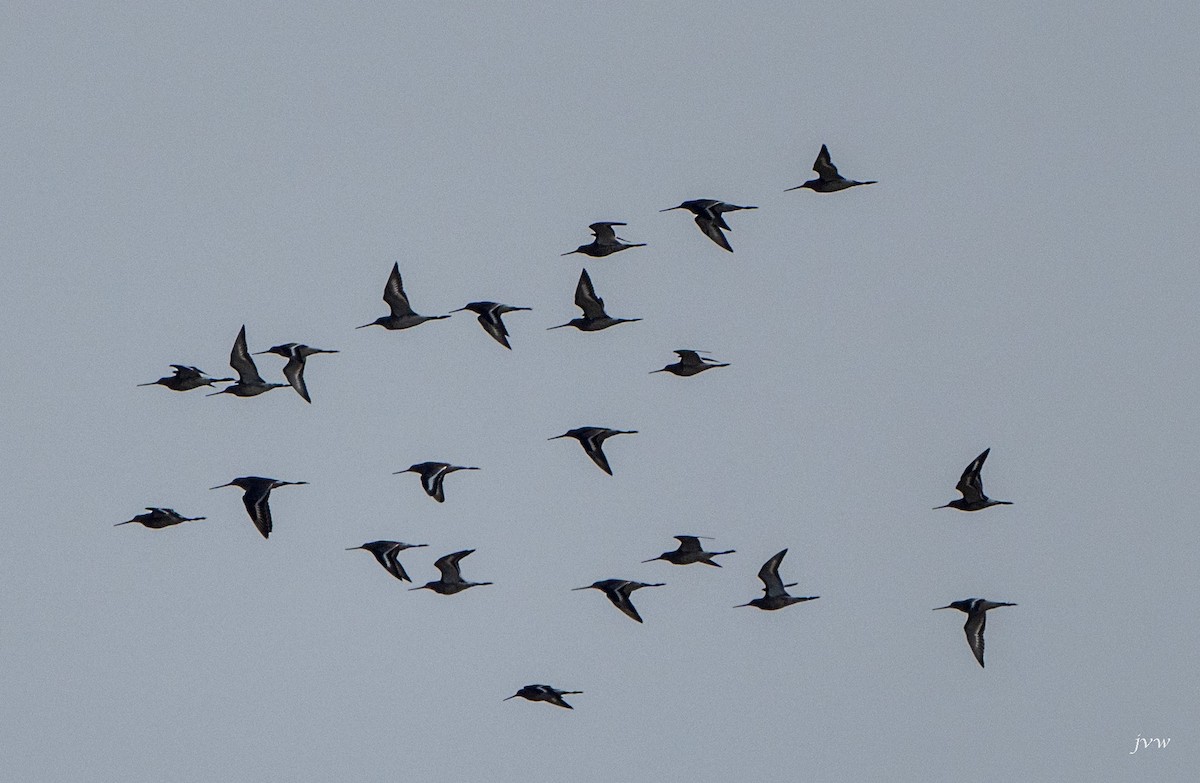 黑尾鷸 - ML628581365