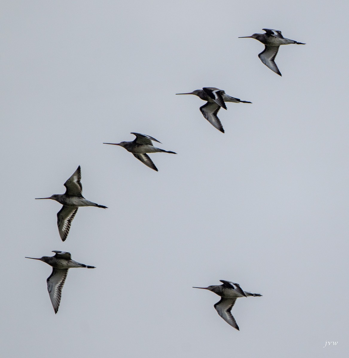 黑尾鷸 - ML628581370