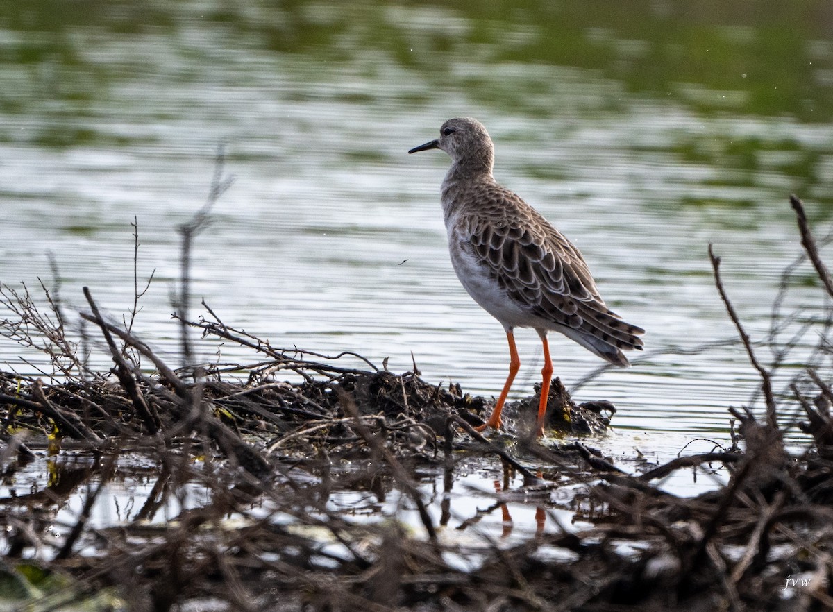 流蘇鷸 - ML628581372