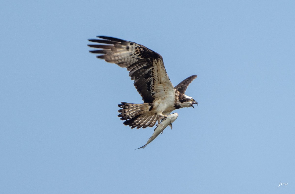 魚鷹 - ML628581373