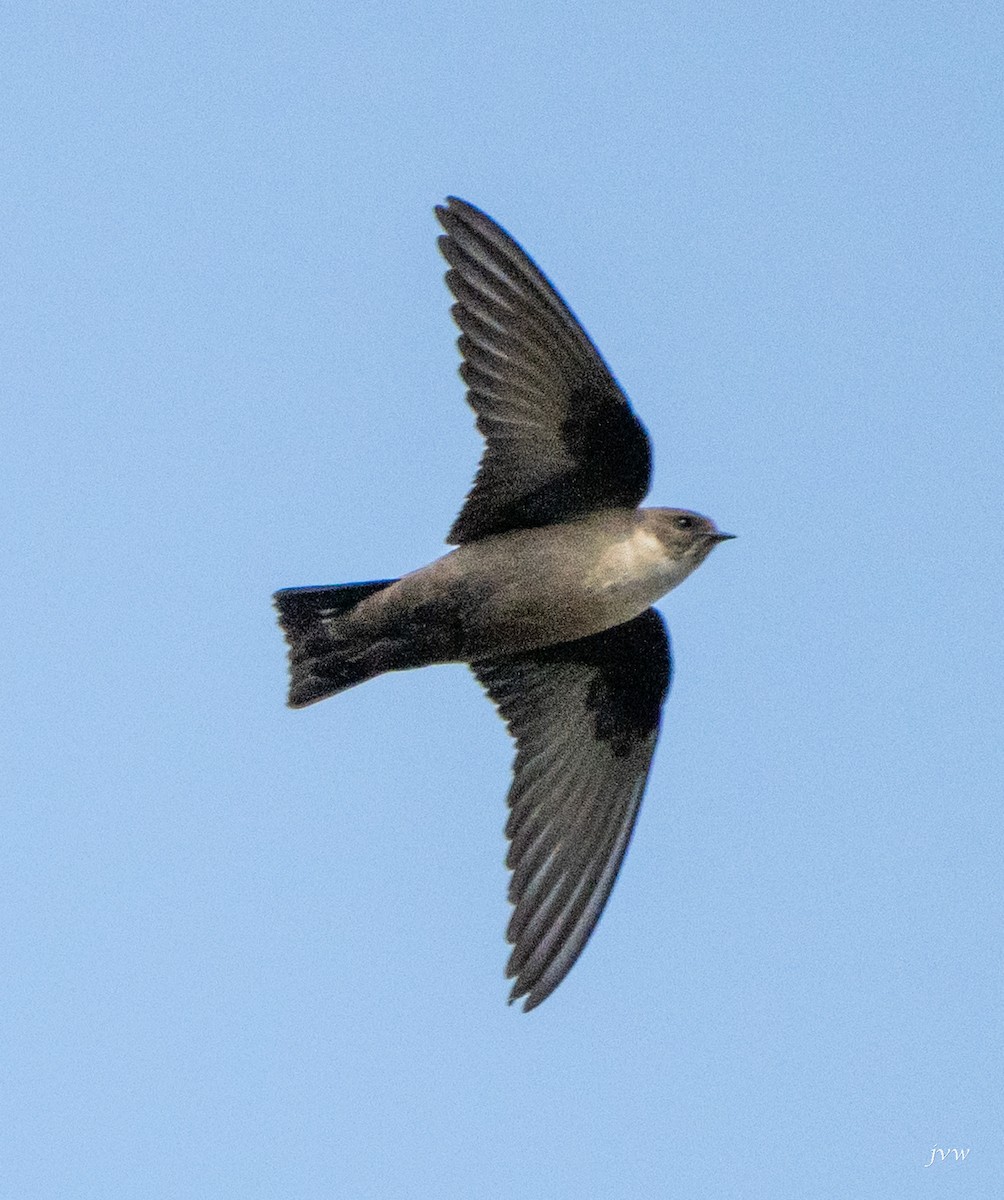 岩燕 - ML628581377