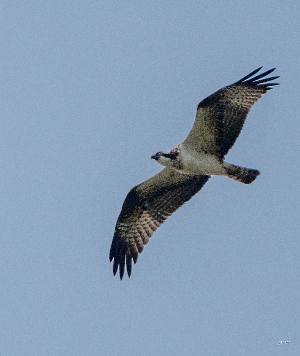 魚鷹 - ML628581381