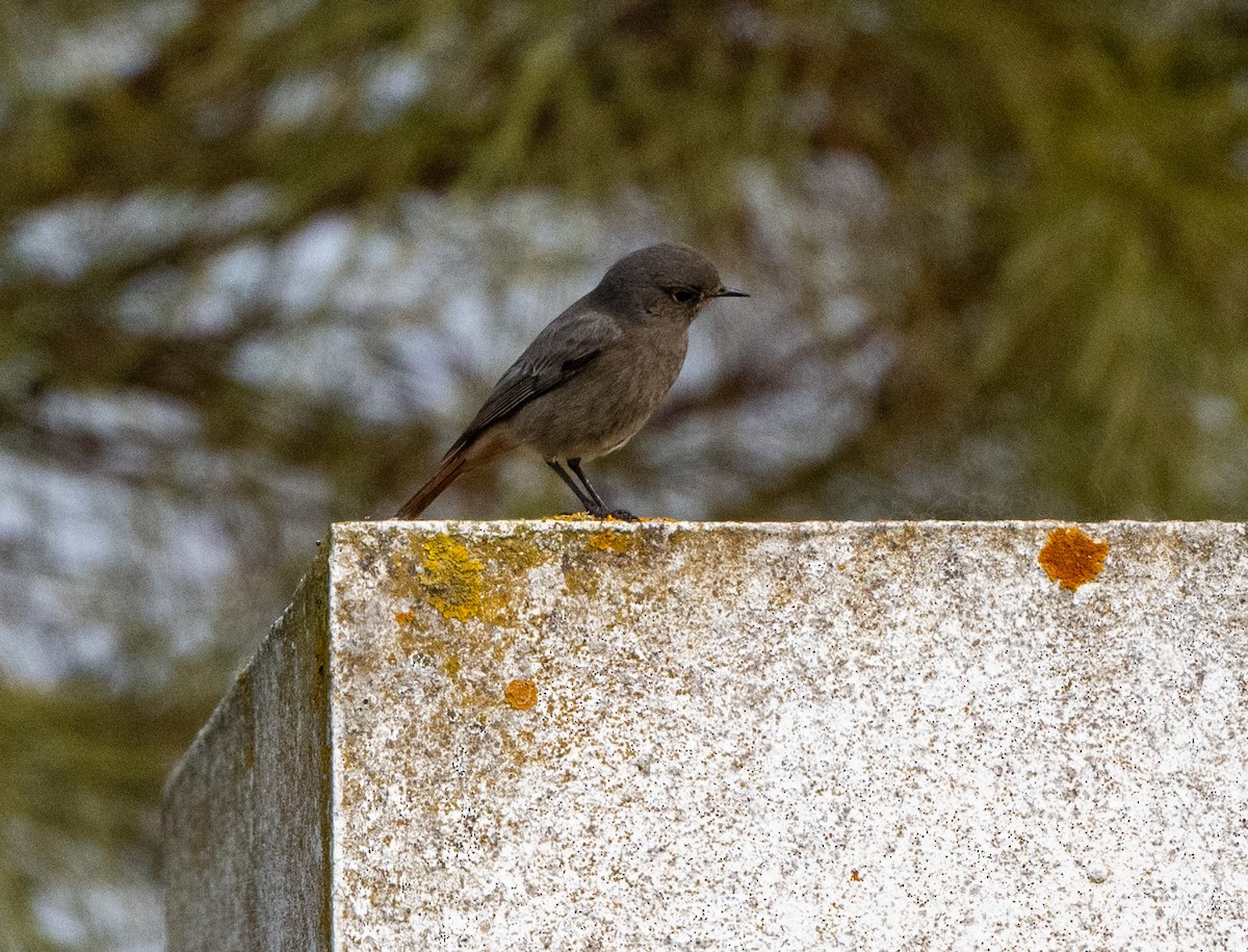 赭紅尾鴝 - ML628581386