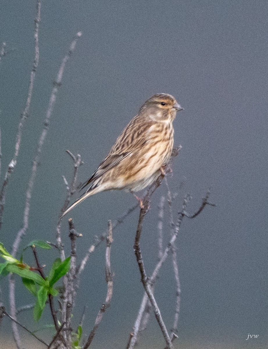 赤胸朱頂雀 - ML628581388
