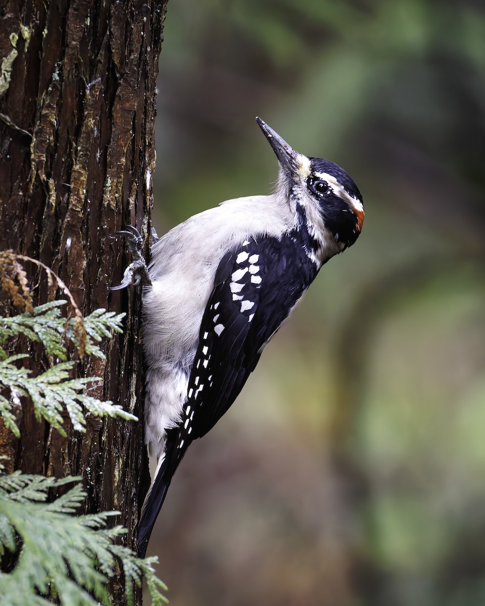 Hairy Woodpecker - ML628581389