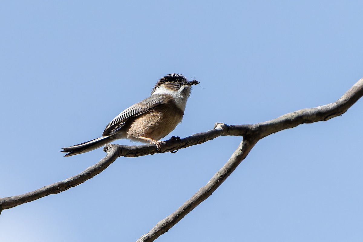 White-throated Tit - ML628581495