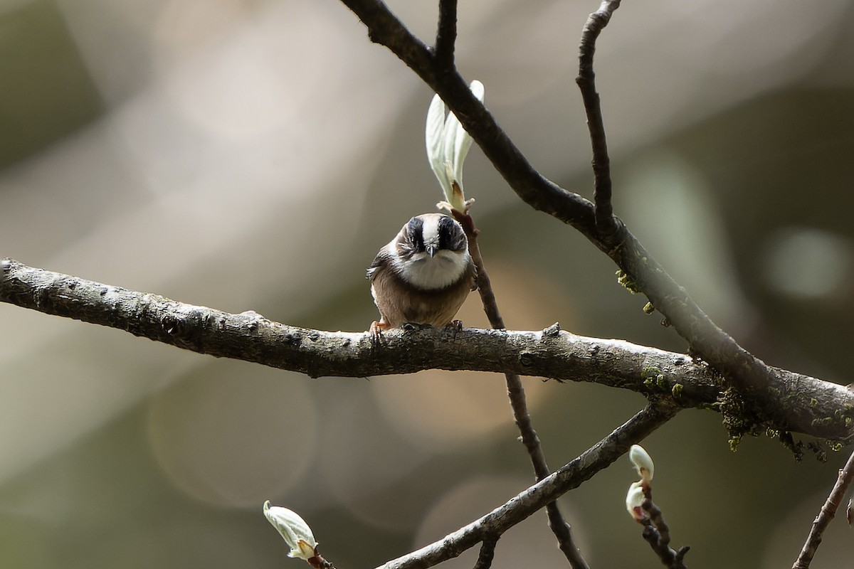 White-throated Tit - ML628581496