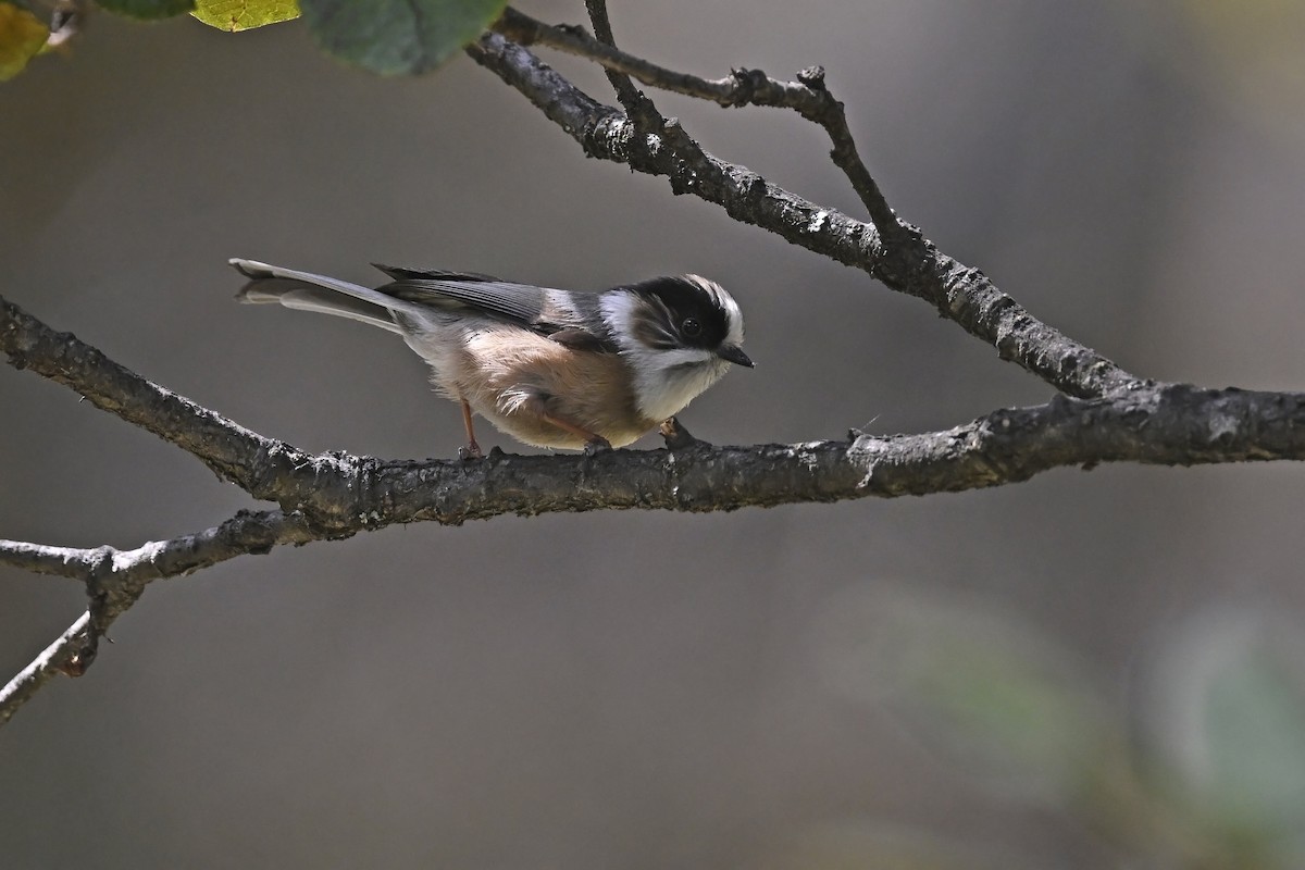 White-throated Tit - ML628581497