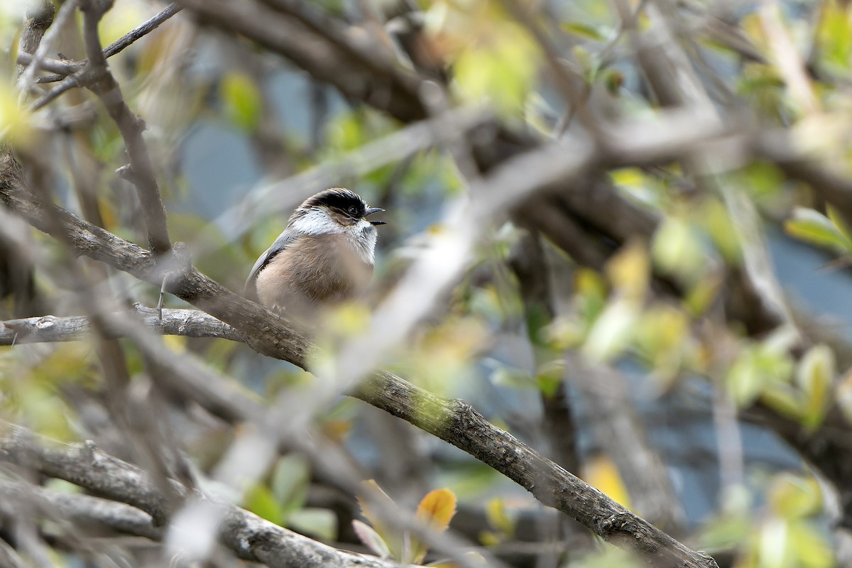White-throated Tit - ML628581498