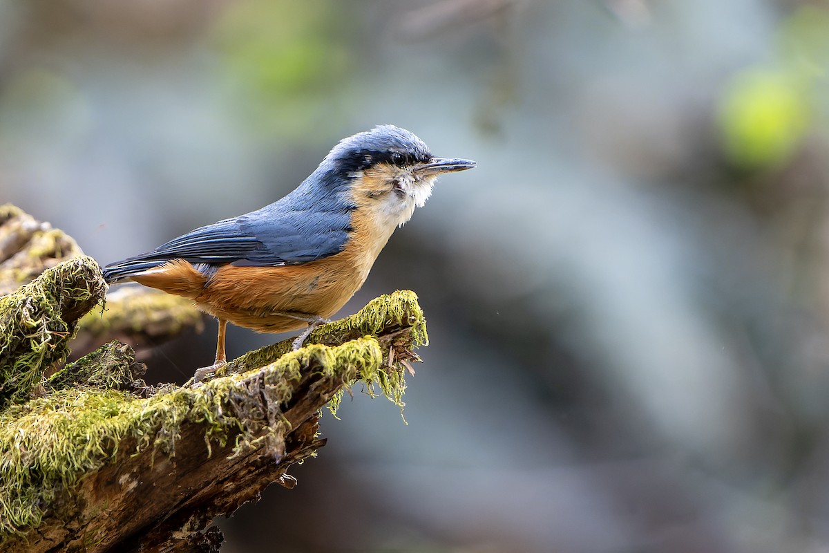 White-tailed Nuthatch - ML628581503