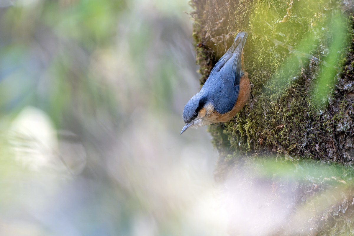 White-tailed Nuthatch - ML628581504