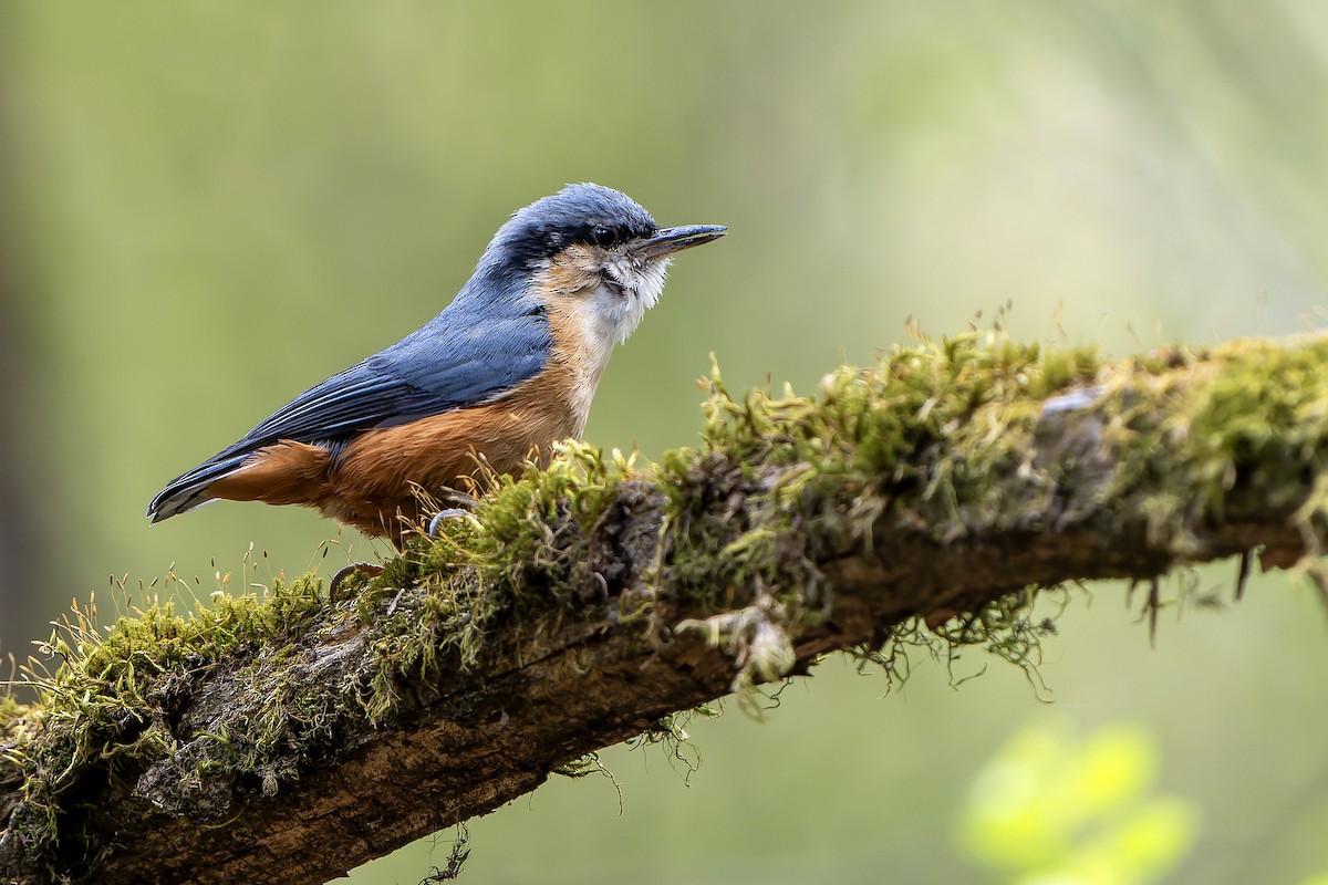 White-tailed Nuthatch - ML628581505