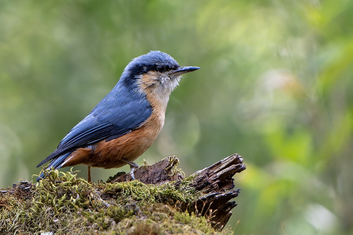 White-tailed Nuthatch - ML628581507
