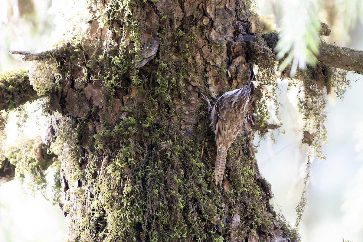 Bar-tailed Treecreeper - ML628581509