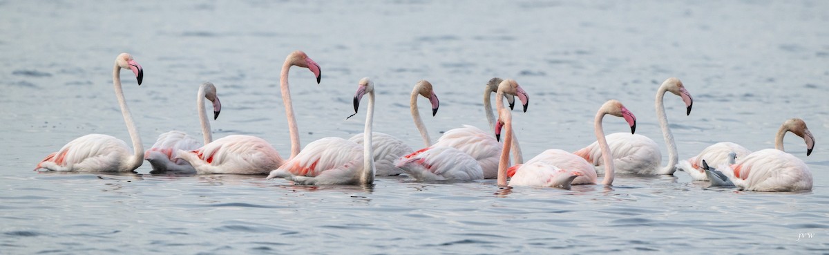 大紅鸛 - ML628581534