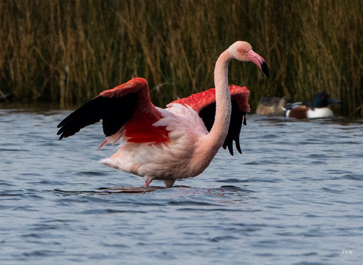 大紅鸛 - ML628581535