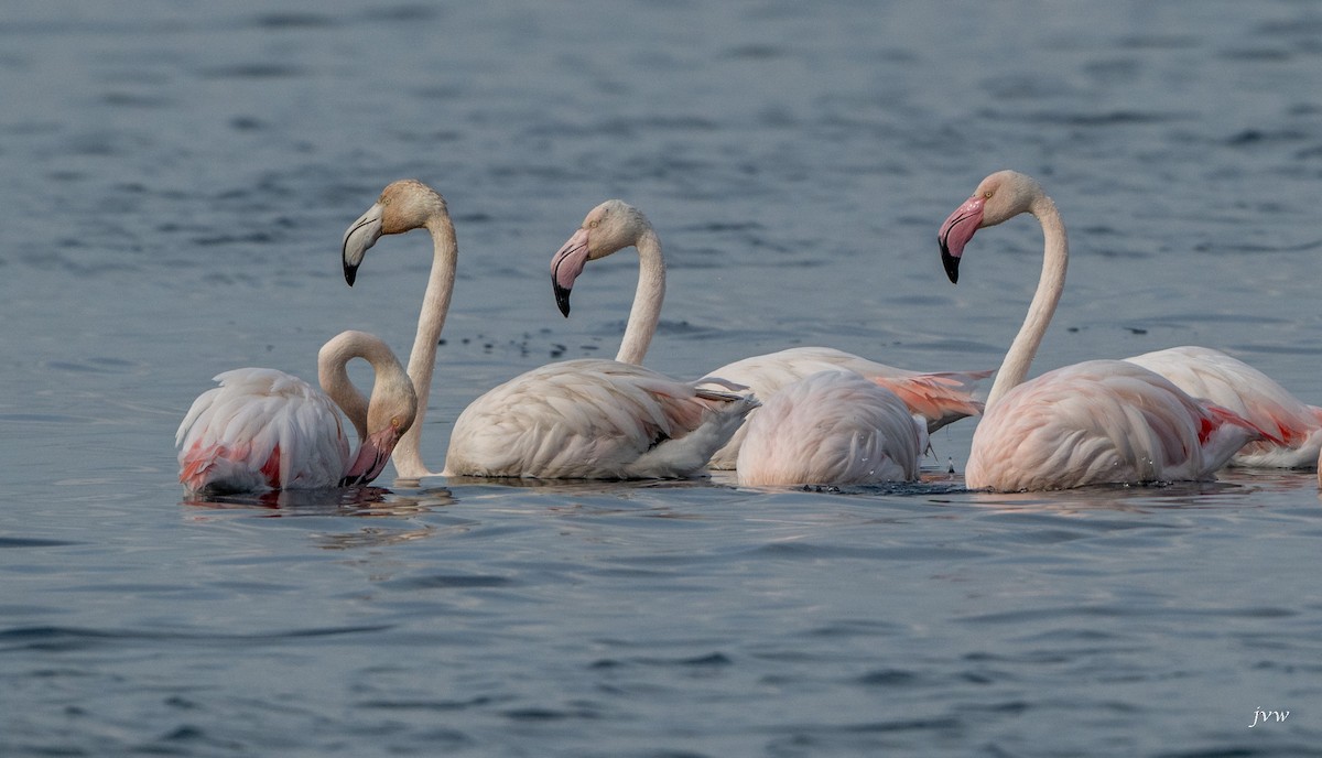 大紅鸛 - ML628581536