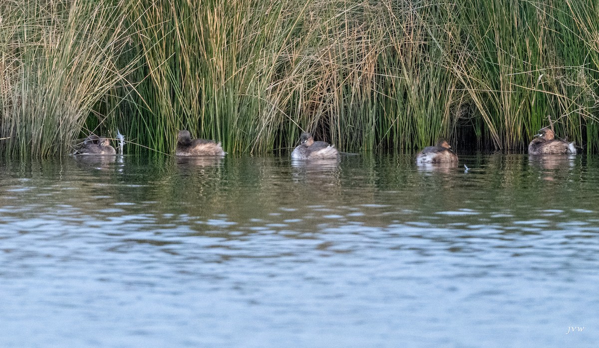 小鸊鷉 - ML628581538