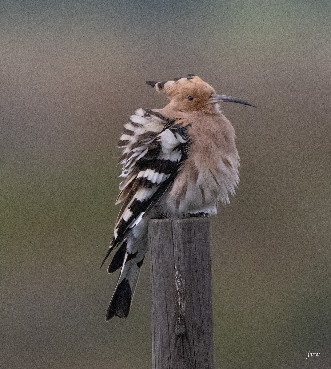 戴勝 - ML628581540