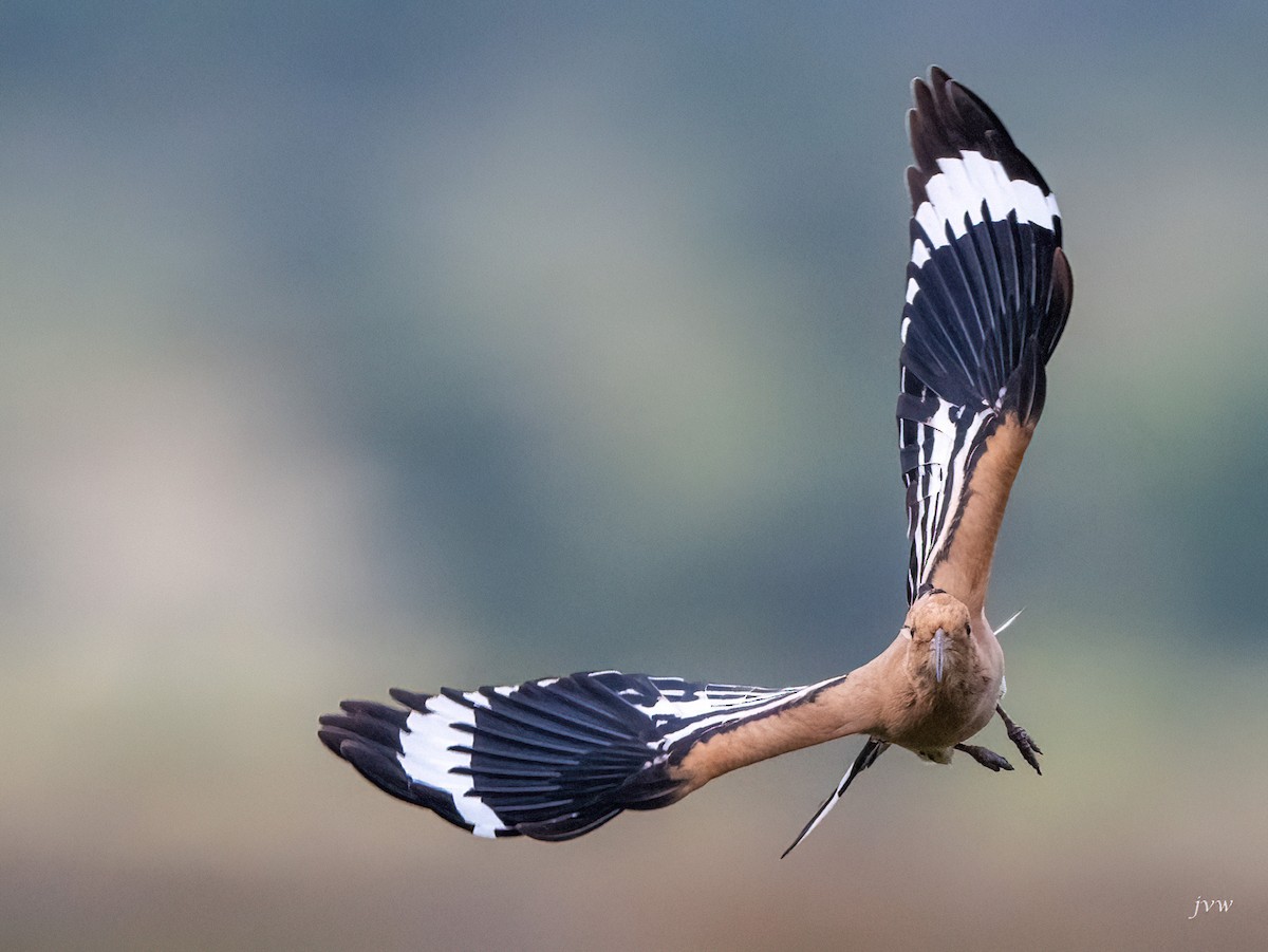 戴勝 - ML628581541