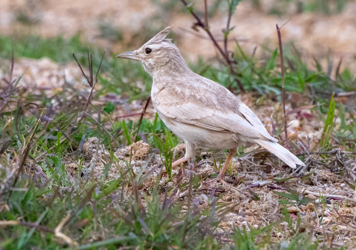 Crested Lark - ML628581545
