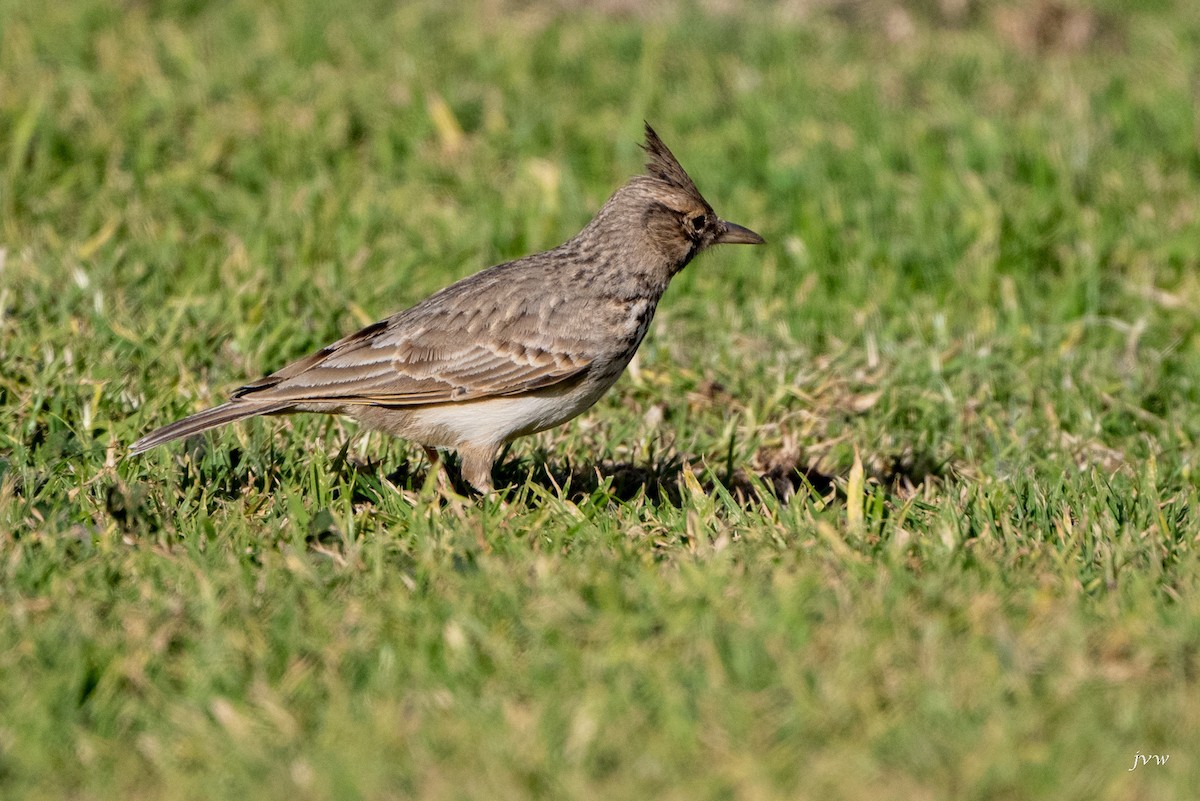 Crested Lark - ML628581547