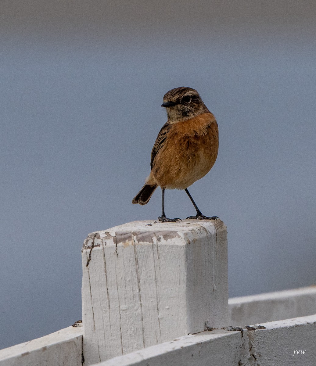 European Stonechat - ML628581553
