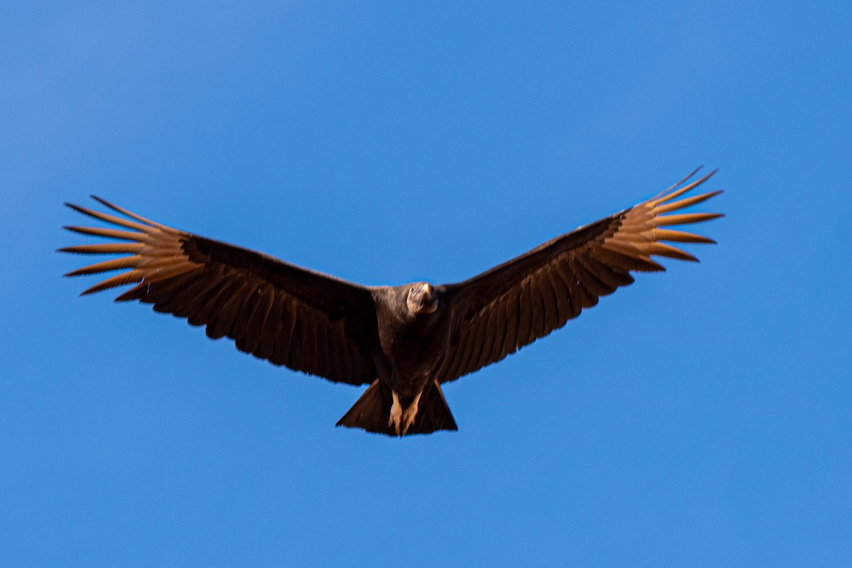 Zopilote beltza - ML628581665