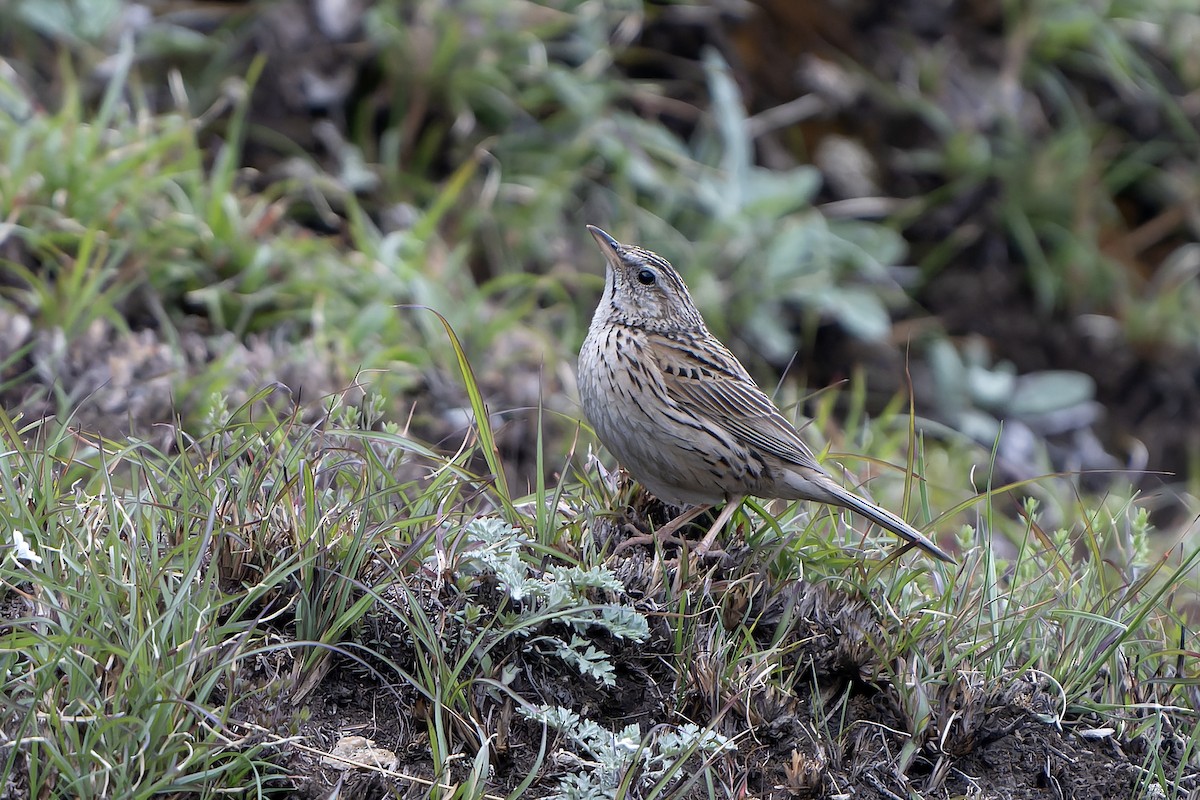 Upland Pipit - ML628581711