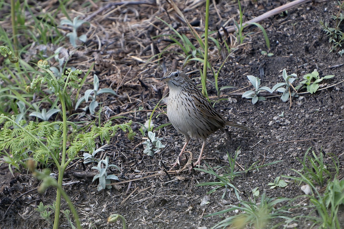 Upland Pipit - ML628581712