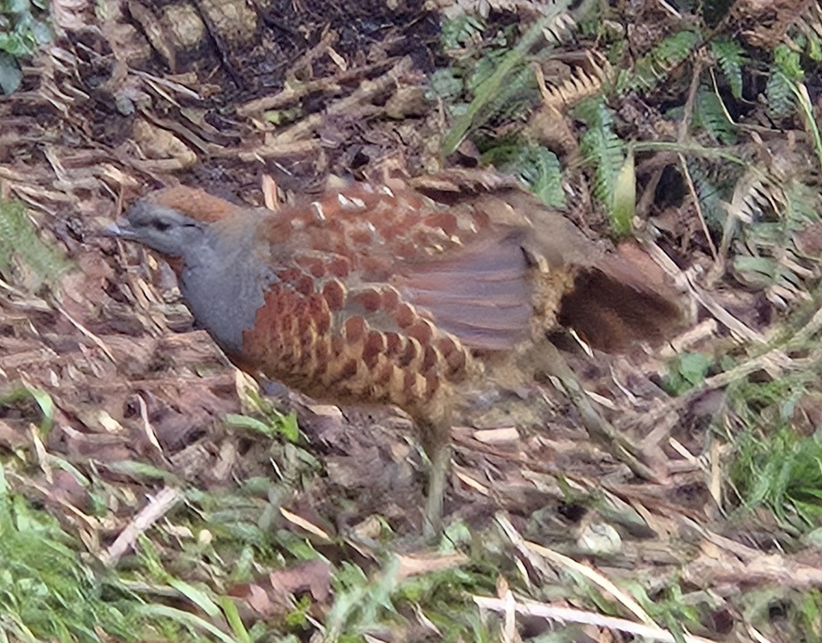 Taiwan Bamboo-Partridge - ML628581841
