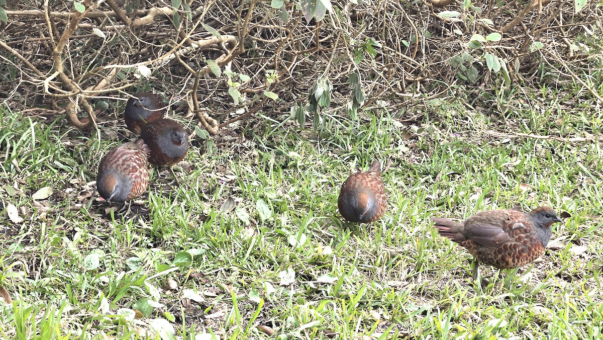 Taiwan Bamboo-Partridge - ML628581842