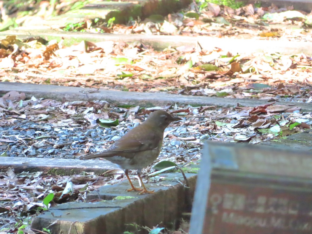 Pale Thrush - ML628581859