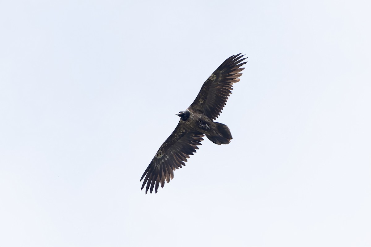 Bearded Vulture - ML628581881