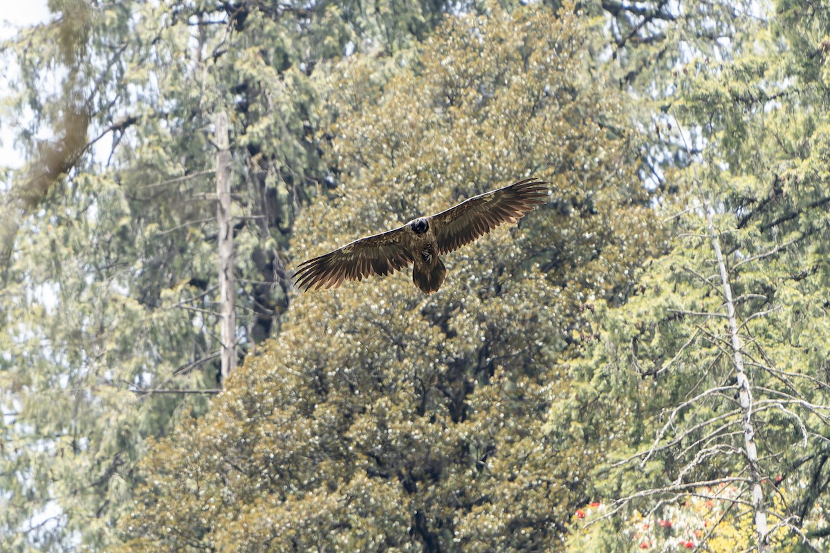 Bearded Vulture - ML628581882