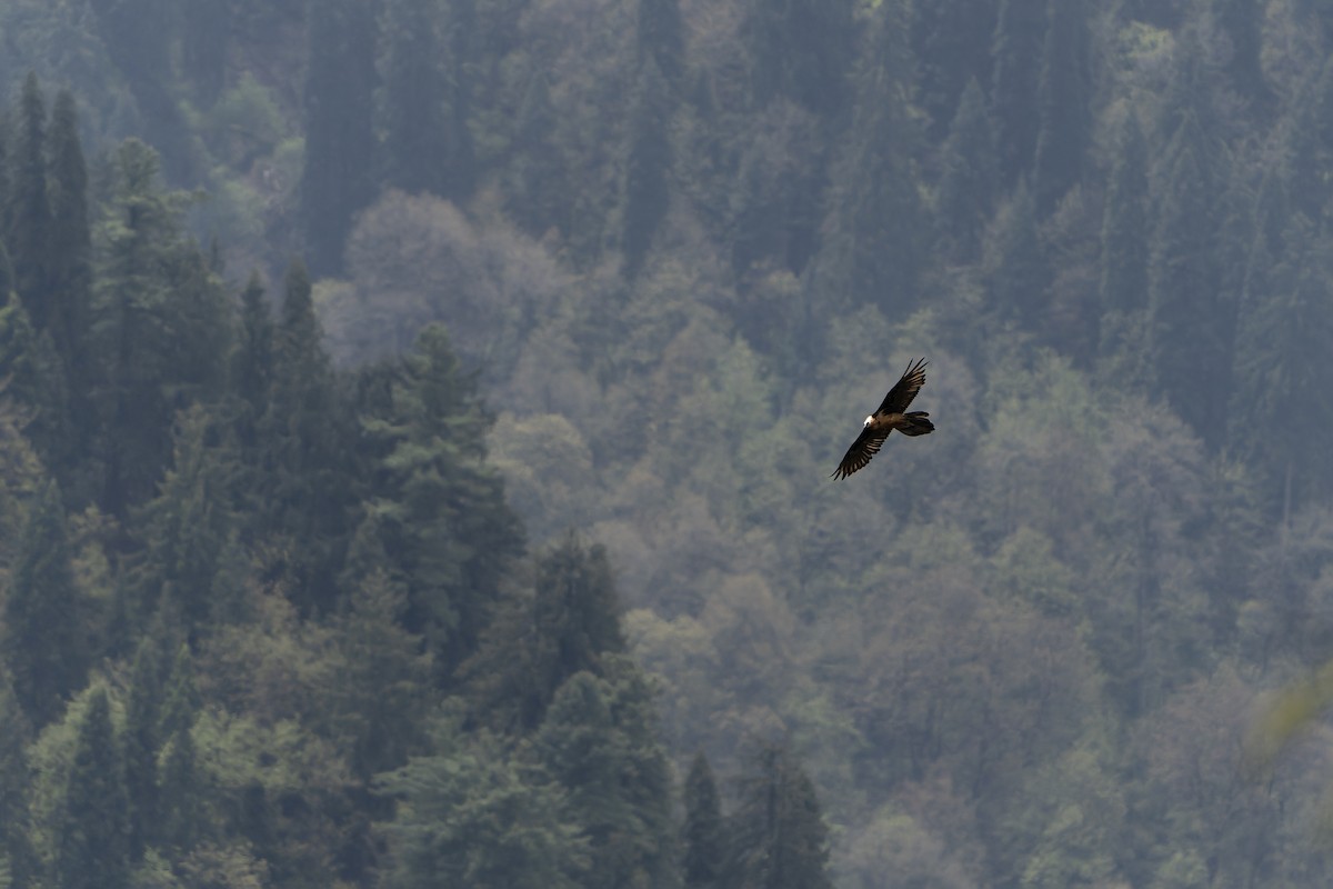 Bearded Vulture - ML628581886