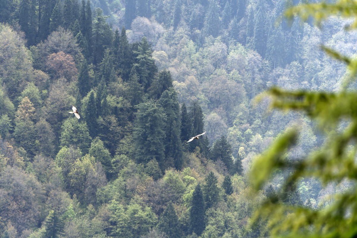 Bearded Vulture - ML628581891