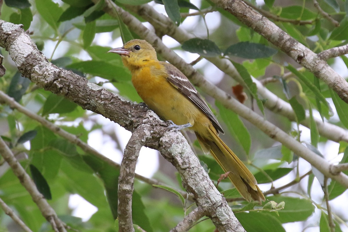 Hooded Oriole (cucullatus/sennetti) - Dan Jones