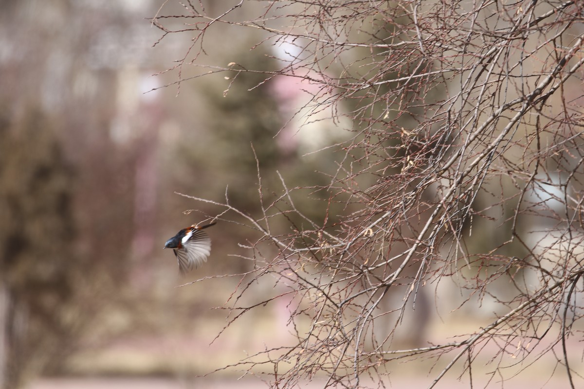 White-throated Redstart - ML628582080