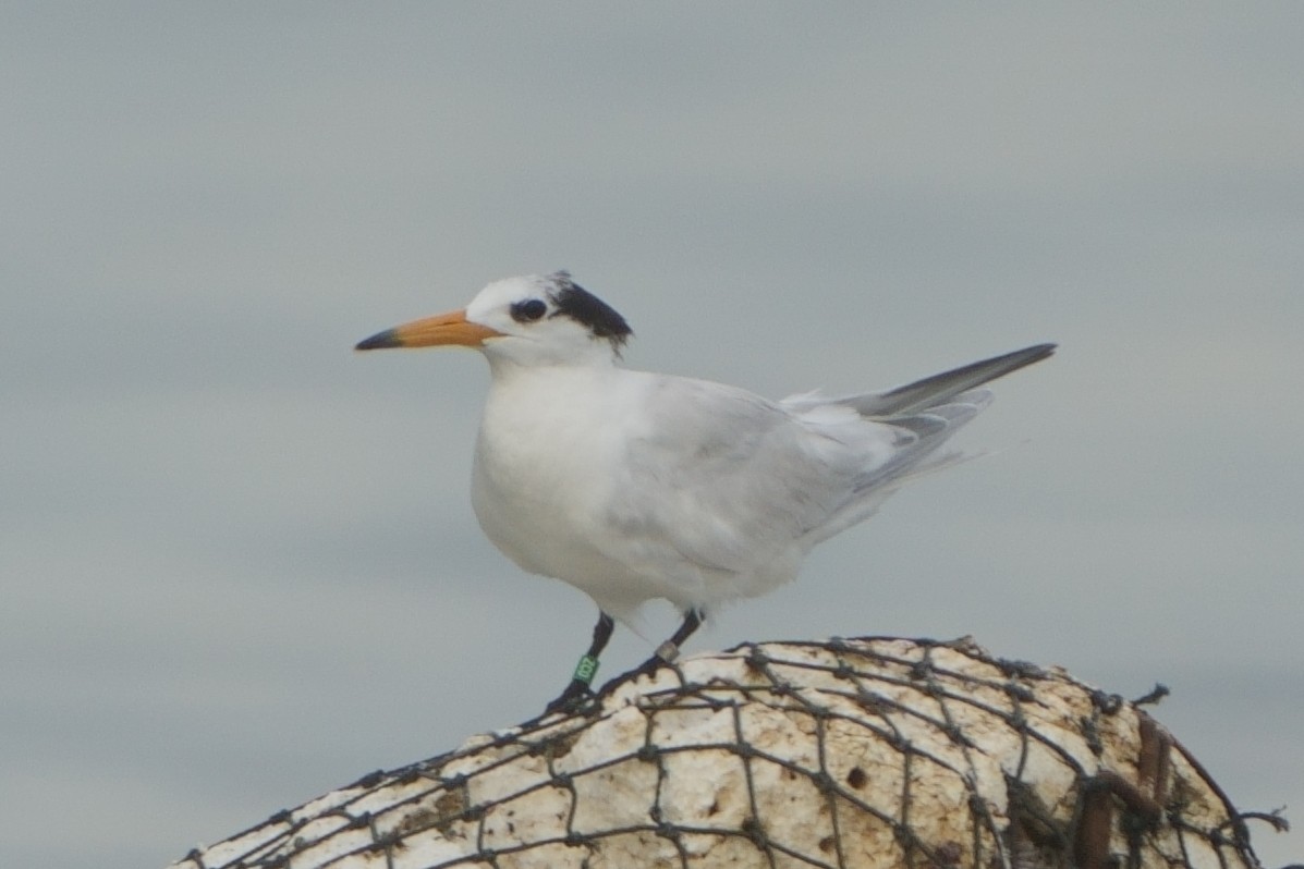 rybák čínský - ML628582189