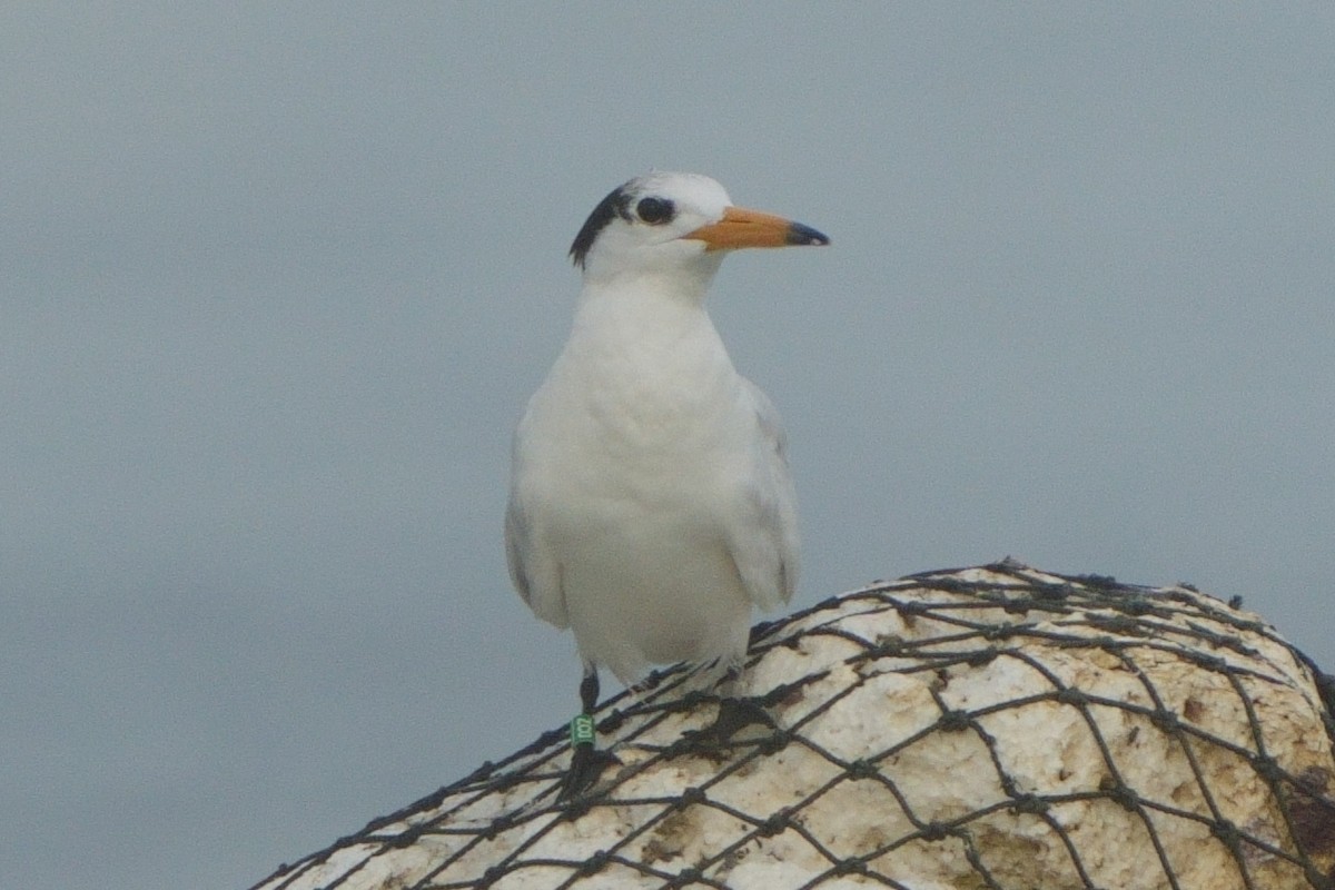 rybák čínský - ML628582209