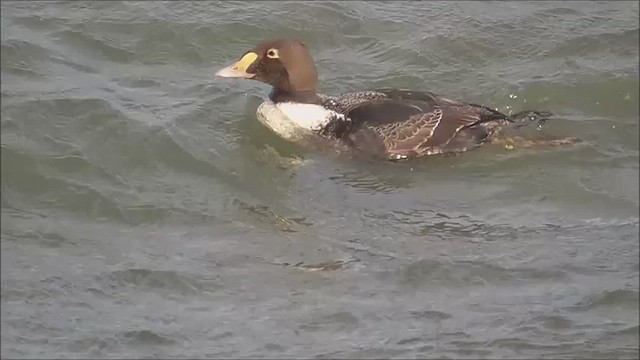 Eider à tête grise - ML628582528