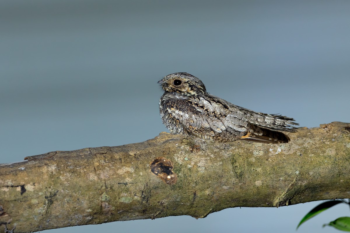 Gray Nightjar - ML628582532